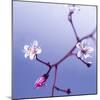 Cherry Blossom-null-Mounted Photographic Print