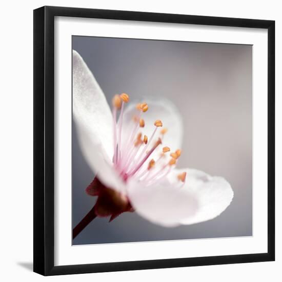 Cherry Blossom-null-Framed Photographic Print