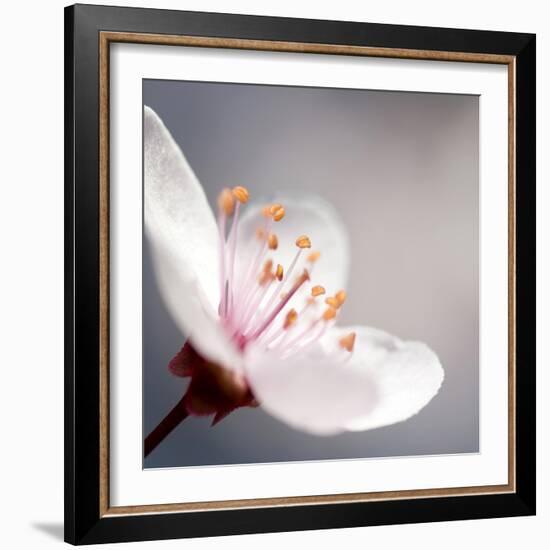 Cherry Blossom-null-Framed Photographic Print