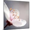 Cherry Blossom-null-Mounted Photographic Print