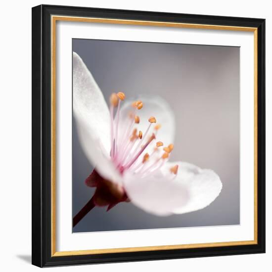 Cherry Blossom-null-Framed Photographic Print