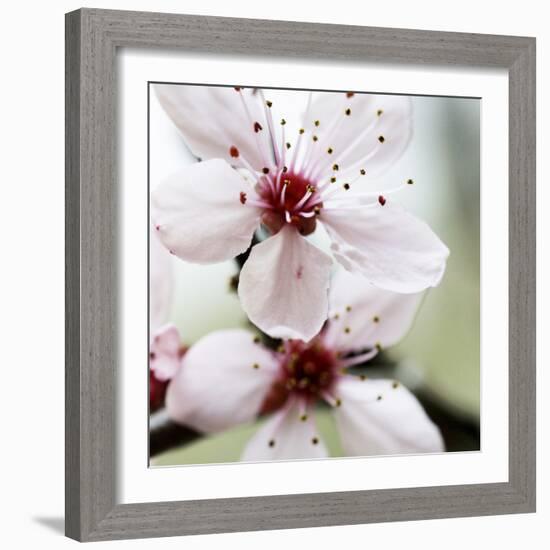 Cherry Blossom-null-Framed Photographic Print