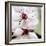 Cherry Blossom-null-Framed Photographic Print