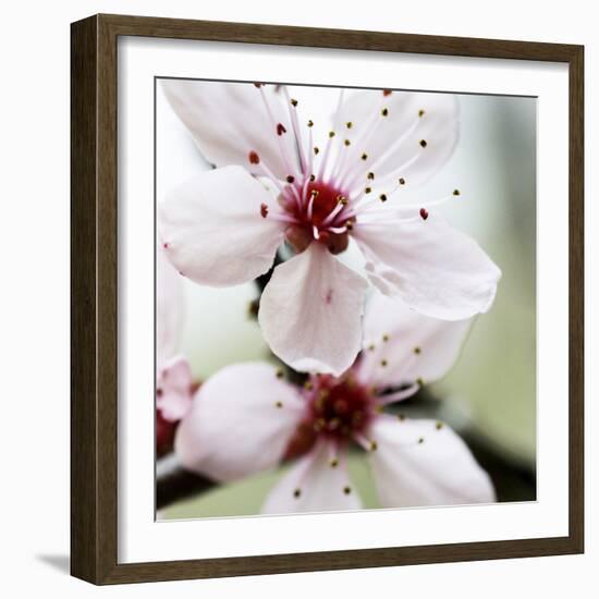 Cherry Blossom-null-Framed Photographic Print