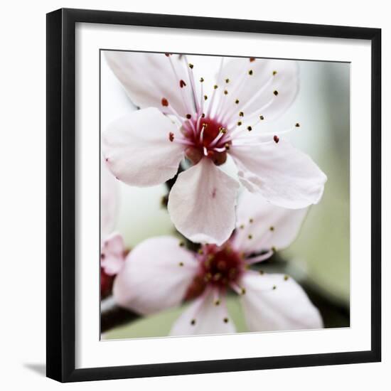 Cherry Blossom-null-Framed Photographic Print