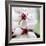 Cherry Blossom-null-Framed Photographic Print