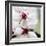 Cherry Blossom-null-Framed Photographic Print