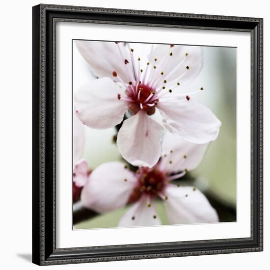 Cherry Blossom-null-Framed Photographic Print