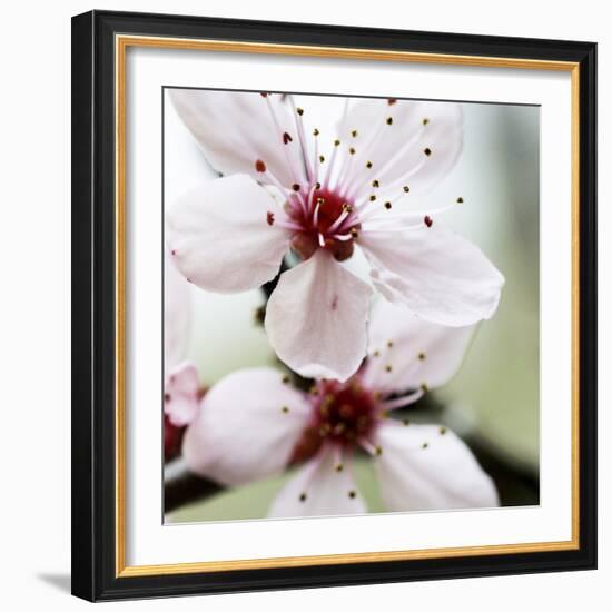 Cherry Blossom-null-Framed Photographic Print