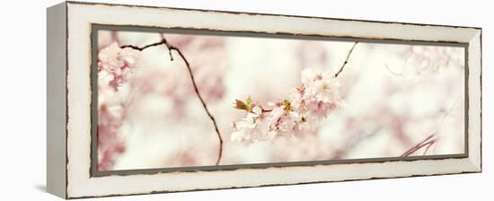Cherry Blossom-Sarah Gardner-Framed Stretched Canvas