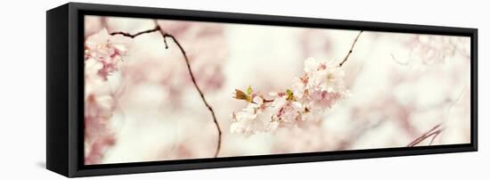 Cherry Blossom-Sarah Gardner-Framed Stretched Canvas