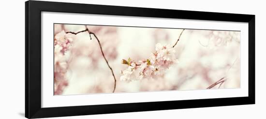 Cherry Blossom-Sarah Gardner-Framed Art Print