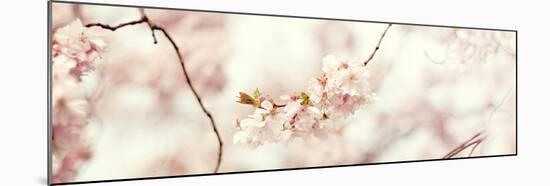 Cherry Blossom-Sarah Gardner-Mounted Art Print