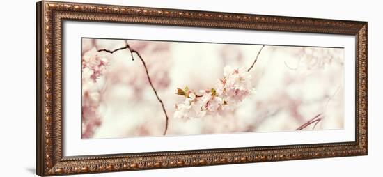 Cherry Blossom-Sarah Gardner-Framed Art Print