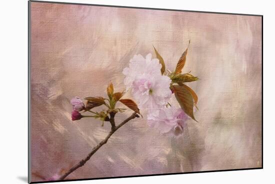 Cherry Blossom-Jai Johnson-Mounted Giclee Print