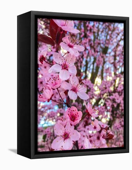 Cherry Blossom-Heidi Bannon-Framed Stretched Canvas