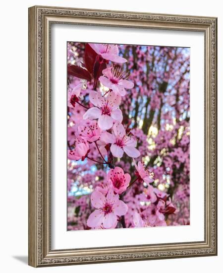 Cherry Blossom-Heidi Bannon-Framed Photo