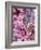 Cherry Blossom-Heidi Bannon-Framed Photo