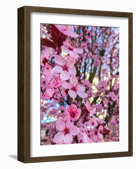 Cherry Blossom-Heidi Bannon-Framed Photo