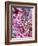 Cherry Blossom-Heidi Bannon-Framed Photo