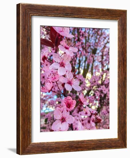 Cherry Blossom-Heidi Bannon-Framed Photo