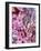 Cherry Blossom-Heidi Bannon-Framed Photo