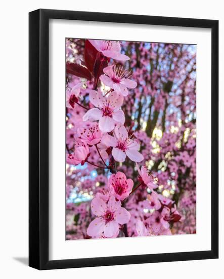 Cherry Blossom-Heidi Bannon-Framed Photo