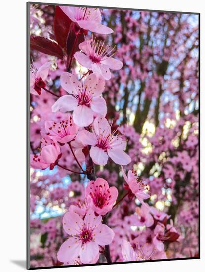 Cherry Blossom-Heidi Bannon-Mounted Photo