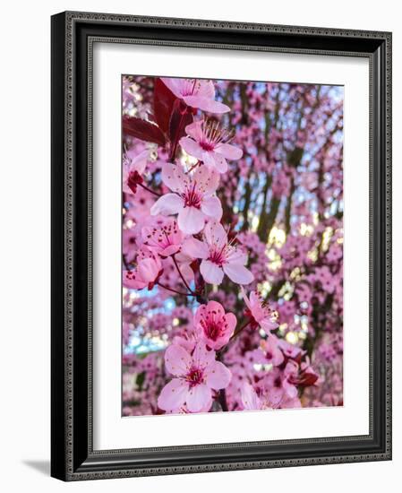 Cherry Blossom-Heidi Bannon-Framed Photo