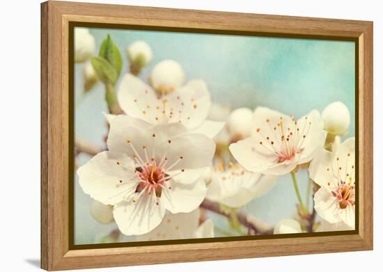 Cherry Blossoms Against a Blue Sky-egal-Framed Premier Image Canvas