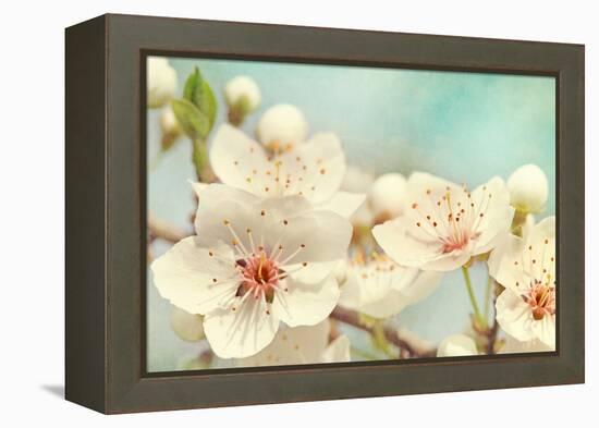 Cherry Blossoms Against a Blue Sky-egal-Framed Premier Image Canvas