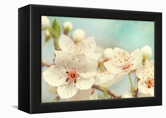 Cherry Blossoms Against a Blue Sky-egal-Framed Premier Image Canvas