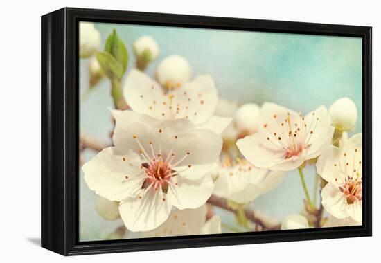 Cherry Blossoms Against a Blue Sky-egal-Framed Premier Image Canvas