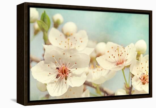 Cherry Blossoms Against a Blue Sky-egal-Framed Premier Image Canvas
