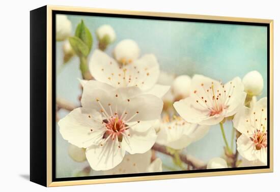 Cherry Blossoms Against a Blue Sky-egal-Framed Premier Image Canvas