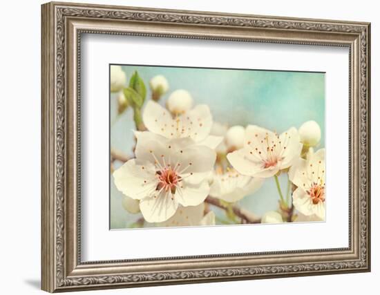 Cherry Blossoms Against a Blue Sky-egal-Framed Photographic Print