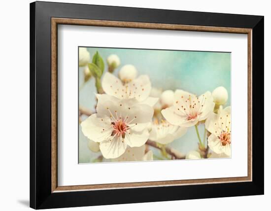 Cherry Blossoms Against a Blue Sky-egal-Framed Photographic Print