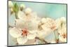 Cherry Blossoms Against a Blue Sky-egal-Mounted Photographic Print