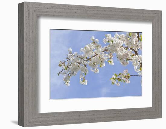 Cherry Blossoms Against Blue Sky, Seabeck, Washington, USA-Jaynes Gallery-Framed Photographic Print