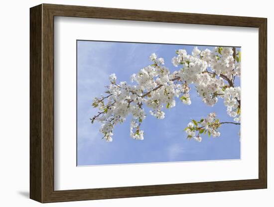 Cherry Blossoms Against Blue Sky, Seabeck, Washington, USA-Jaynes Gallery-Framed Photographic Print