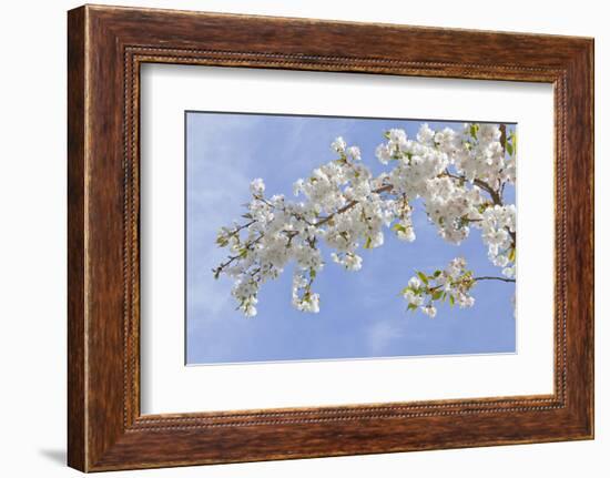 Cherry Blossoms Against Blue Sky, Seabeck, Washington, USA-Jaynes Gallery-Framed Photographic Print