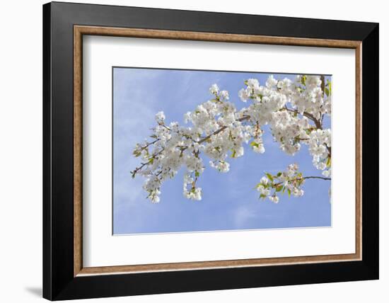 Cherry Blossoms Against Blue Sky, Seabeck, Washington, USA-Jaynes Gallery-Framed Photographic Print