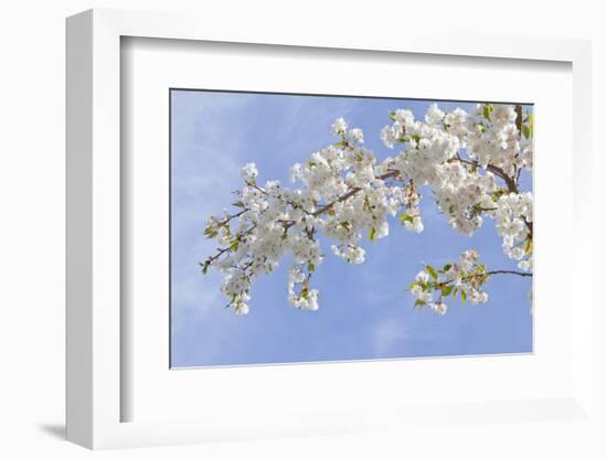 Cherry Blossoms Against Blue Sky, Seabeck, Washington, USA-Jaynes Gallery-Framed Photographic Print