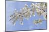 Cherry Blossoms Against Blue Sky, Seabeck, Washington, USA-Jaynes Gallery-Mounted Photographic Print