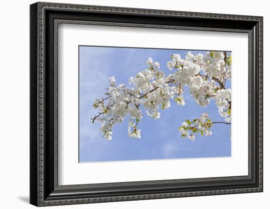 Cherry Blossoms Against Blue Sky, Seabeck, Washington, USA-Jaynes Gallery-Framed Photographic Print