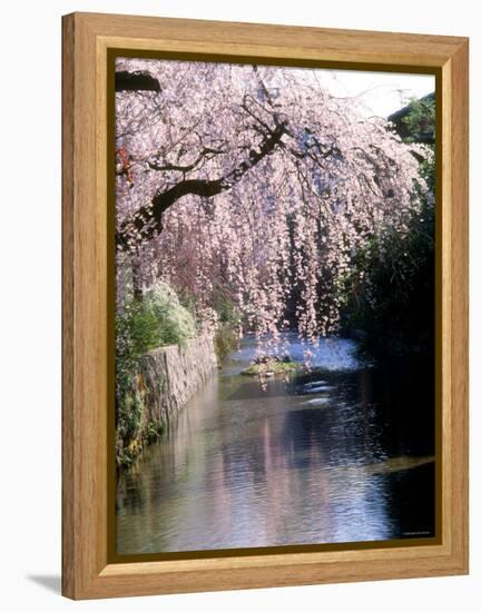 Cherry Blossoms and a River-null-Framed Premier Image Canvas