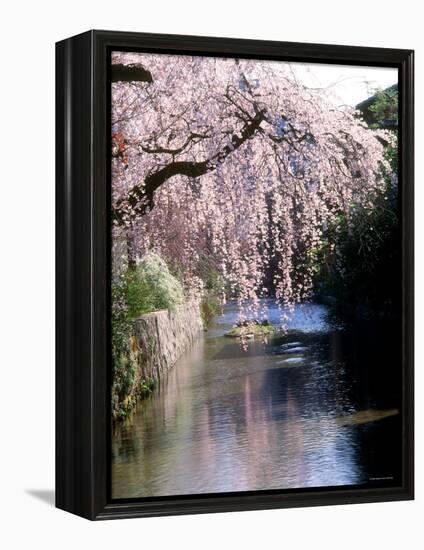 Cherry Blossoms and a River-null-Framed Premier Image Canvas