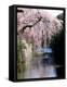 Cherry Blossoms and a River-null-Framed Premier Image Canvas