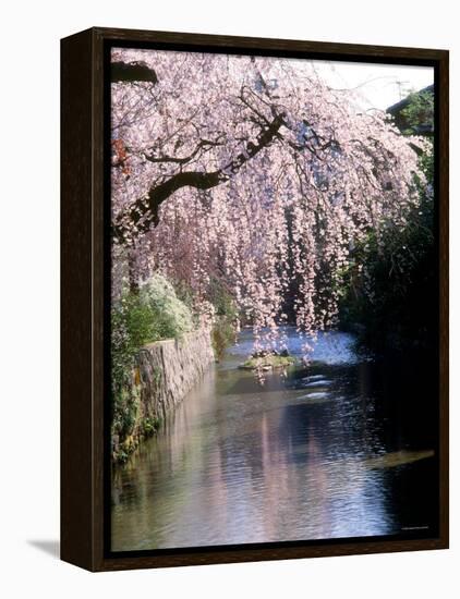 Cherry Blossoms and a River-null-Framed Premier Image Canvas