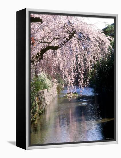 Cherry Blossoms and a River-null-Framed Premier Image Canvas